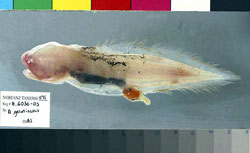 Aphyonus