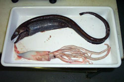 Basketwork eel