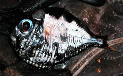 Hatchet fish